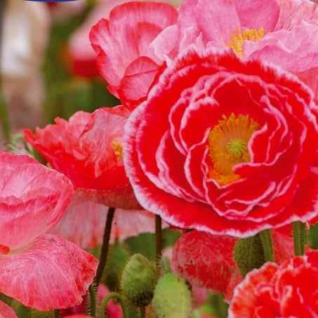 Pavot des Moissons Falling in Love Papaver rhoeas falling in love