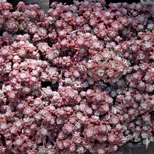 Sedum Spatulé 'Cape blanco' - Le pot de 1 litre