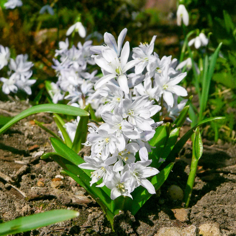 20 Puschkinia blancs Puschkinia libanotica alba