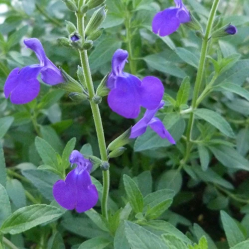 Sauge Monrovia Salvia microphylla blue monrovia