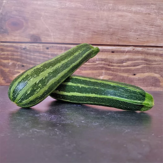 Biologische zaden van Courgette Verte d'Italie