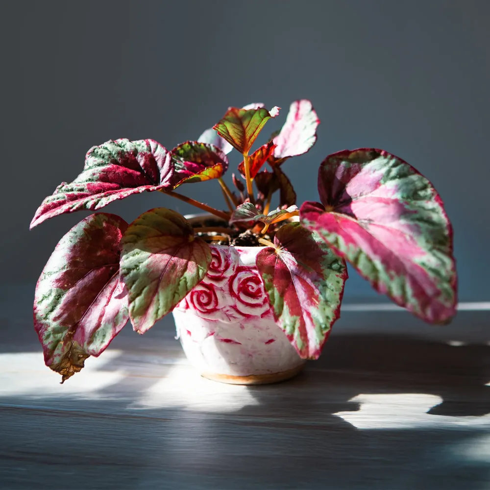 Bégonia Maui Sunset Begonia rex Maui Sunset