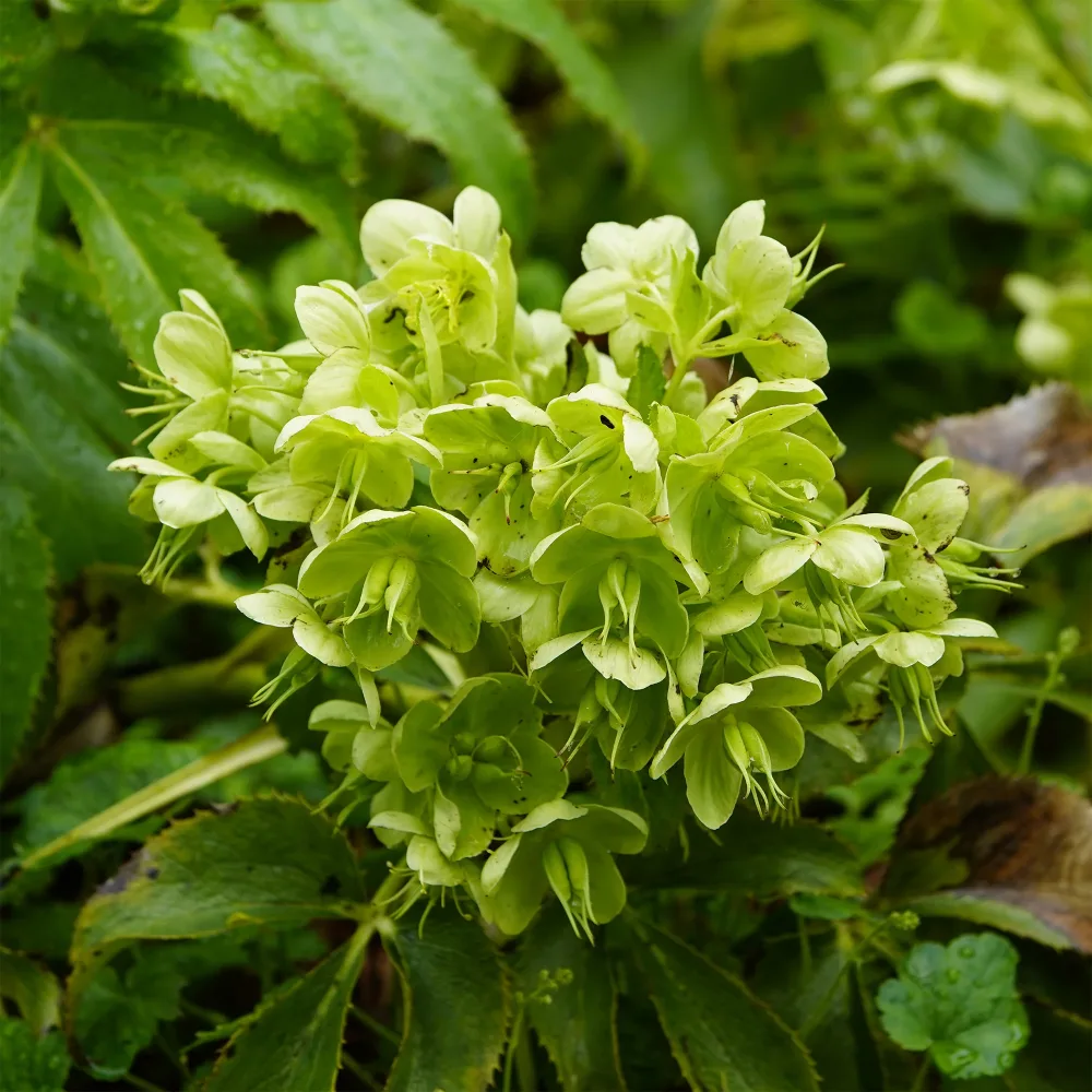 Hellébore de Corse Helleborus argutifolius