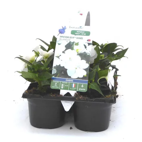 Impatiens de Nouvelle Guinée blanche - Le pack de 6 plants
