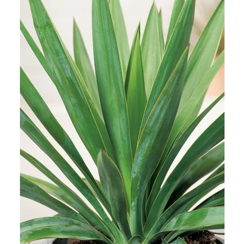 Yucca Gloriosa - pot 5 L