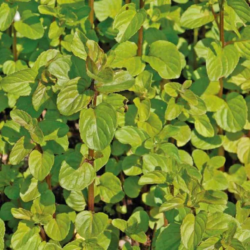 Menthe aquatique godet 9x9 cm