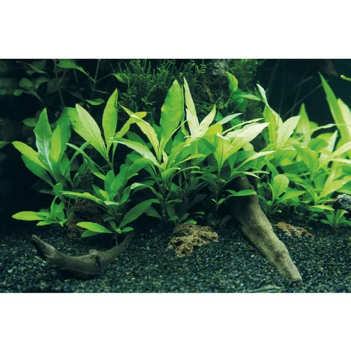 Plante aquatique Hygrophila Corymbosa Siamensis 53B en pot