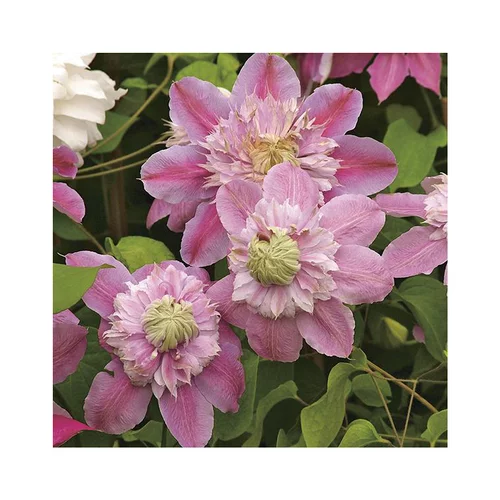 CLEMATITE JOSÉPHINE ®. Le pot de 3 litres