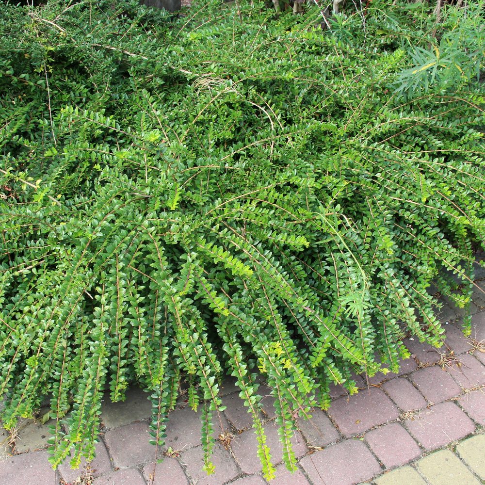 Chèvrefeuille à cupule Lonicera pileata