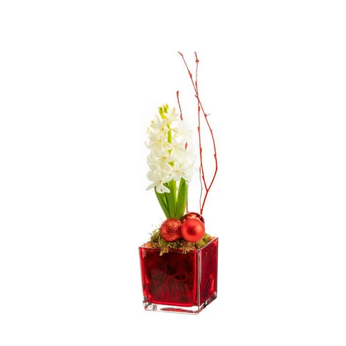 Jacinthe en verrerie rouge