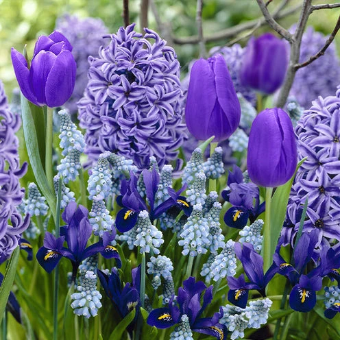 35 Bulbes de fleurs Bordure Bleue en mélange Iris, Muscari, Hyacinthus, Tulipa