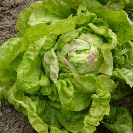 Bio zaden van Kropsla Meikoningin