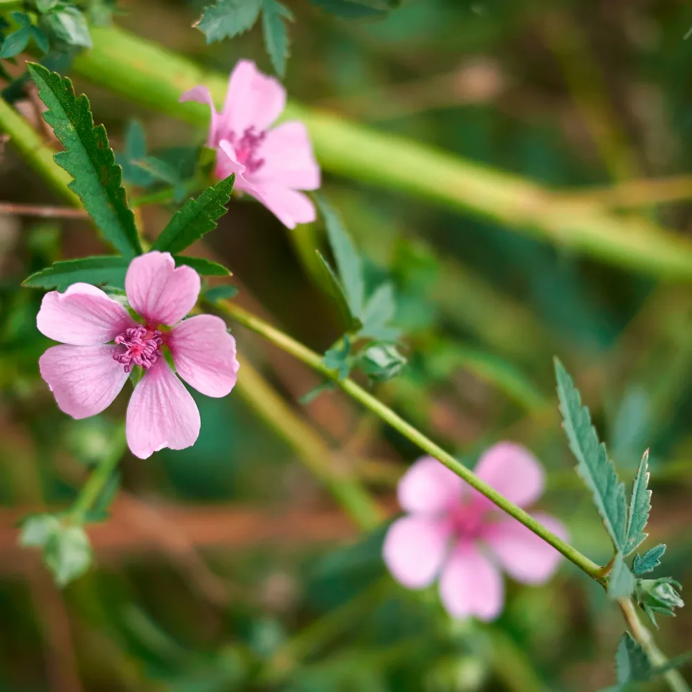 Guimauve à feuilles de chanvre Althaea cannabina