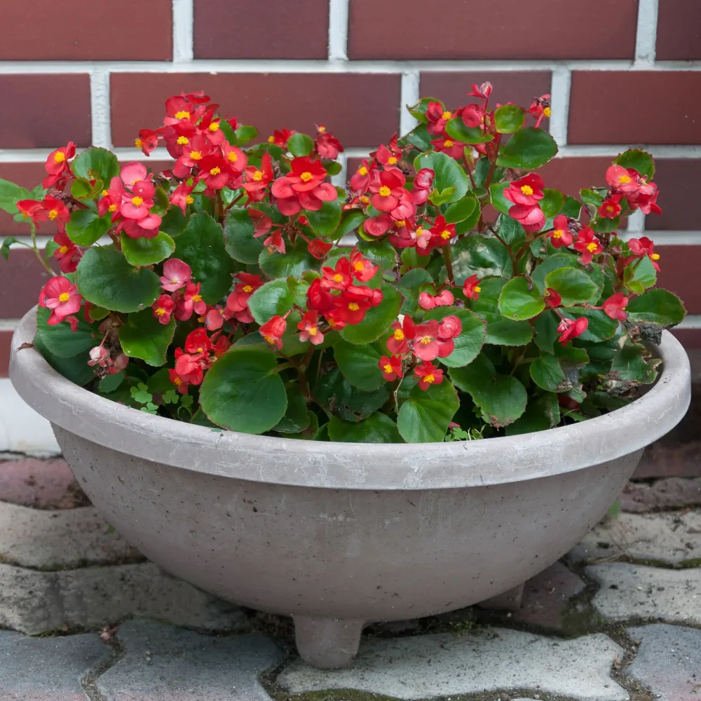 Bégonia semperflorens rouge Bégonia semperflorens red