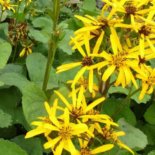 Ligulaire Gregynog Gold Ligularia hessei gregynog gold