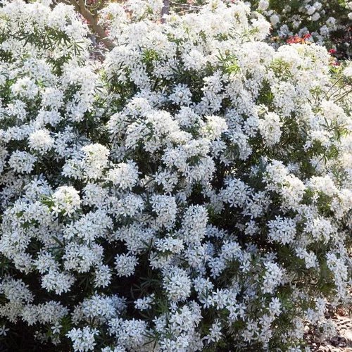 Oranger du Mexique White Dazzler (Choisya Ternata). Le pot de 8 litres