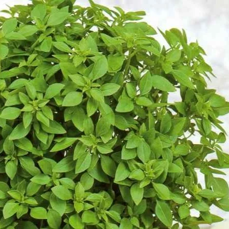 Basilic Grec nain compact pour pot Minette Ocimum basilicum minette