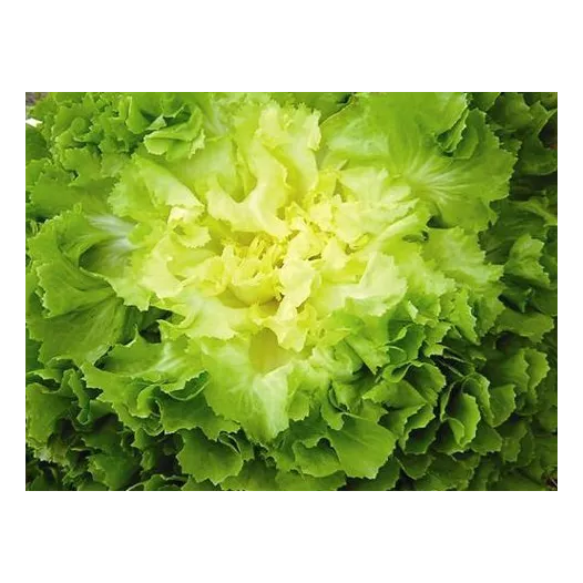 Bio zaden van breedbladige andijvie groen rond met volle hart
