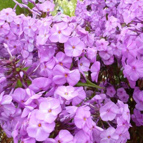 Phlox maculé Rosalinde Phlox rosalinde