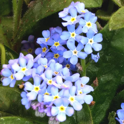 Myosotis bleu. Les 6 plants en barquette