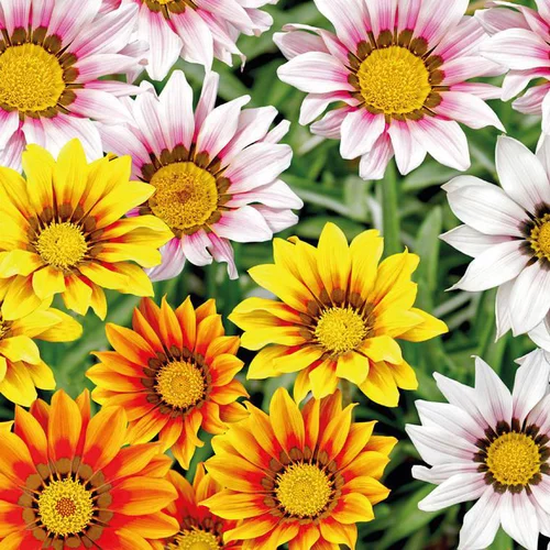 Gazanie ou Gazania à fleurs multicolores - Le pot Ø 10 cm