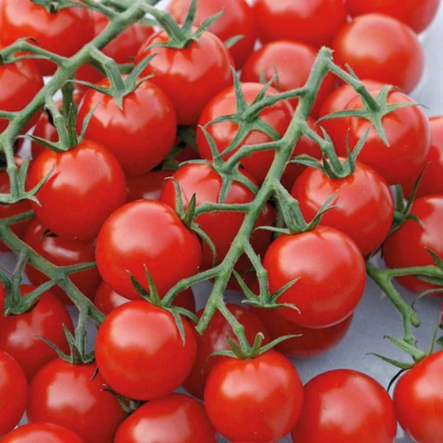 Tomate Cocktail Harmony. La barquette de 6 plants