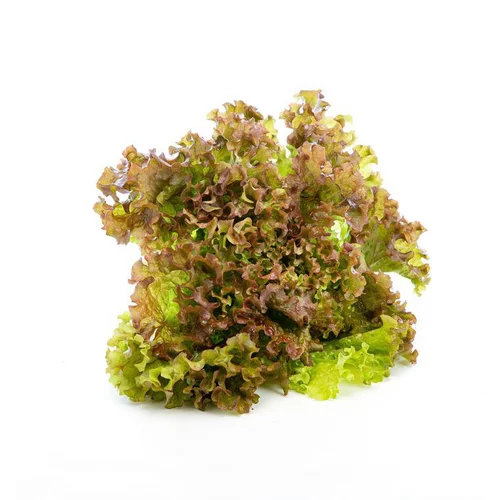 Salade batavia rouge bio de France - prix à la pièce