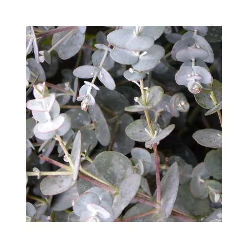 Eucalyptus Gunnii coloris bleu. Le pot de 5 litres