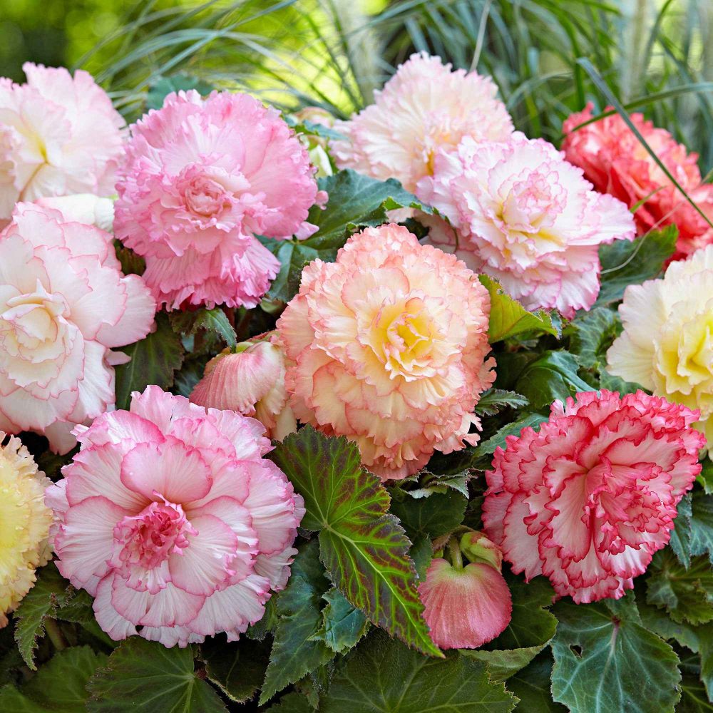 5 Bégonias Samba en mélange Begonia x tuberhybrida 'samba'