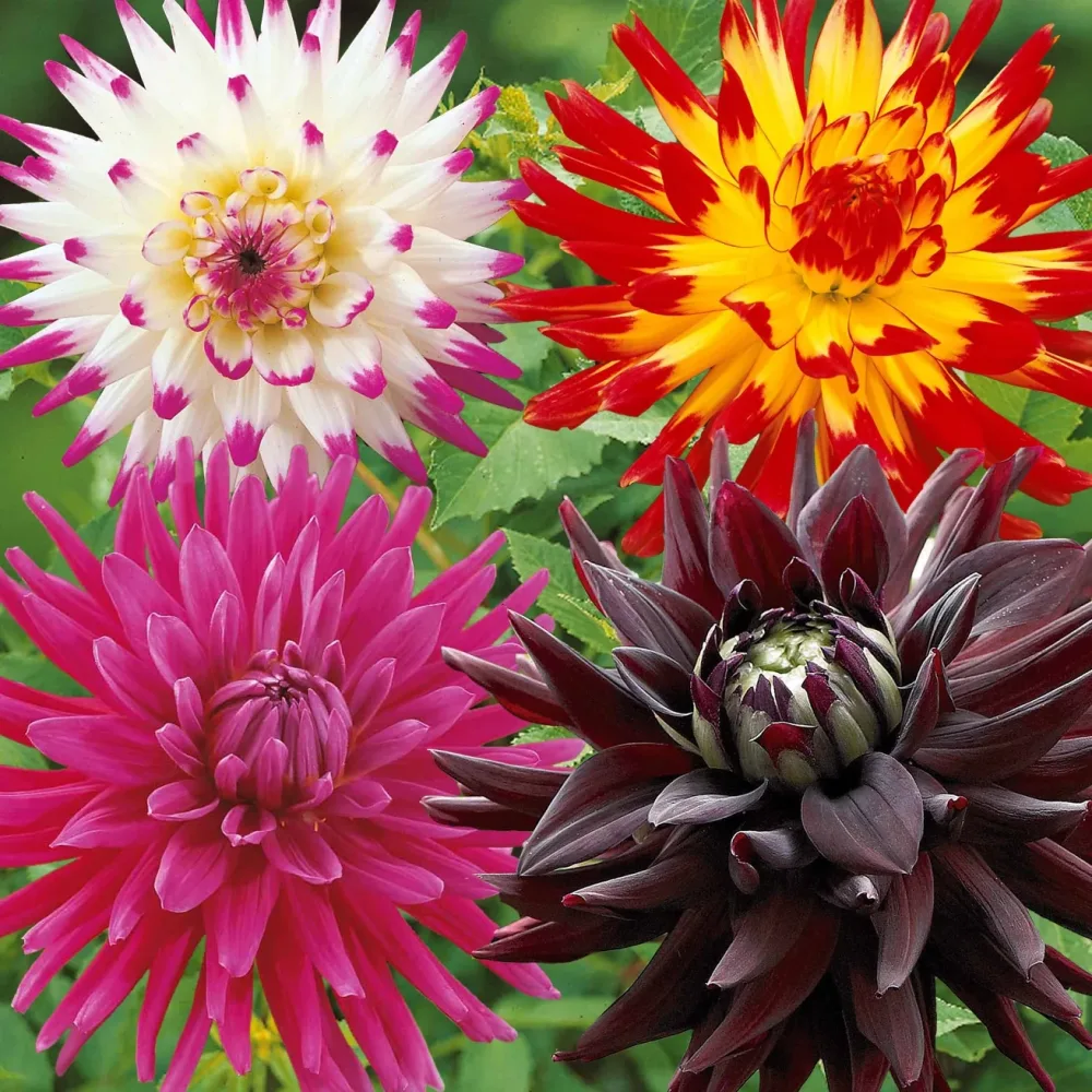 8 Dahlias cactus en mélange Dahlia 'haley jane', 'purple gem', 'oiseau de feu'