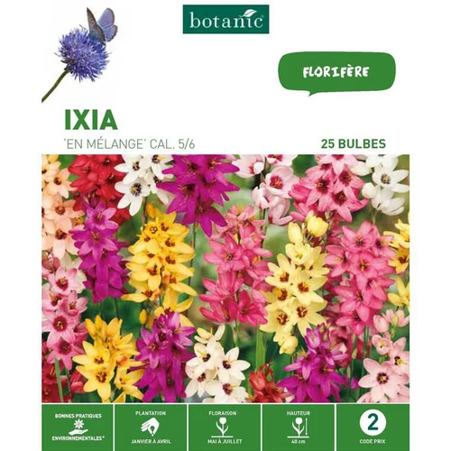Ixia mélange botanic® - 25 bulbes