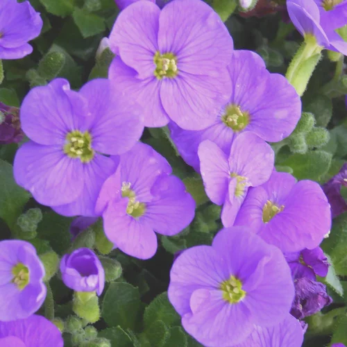 Aubrietia Gracilis. Le pot de 1 litre