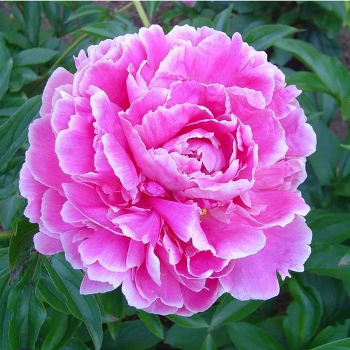 Paeonia Suffruticosa - Le pot de 7 litres