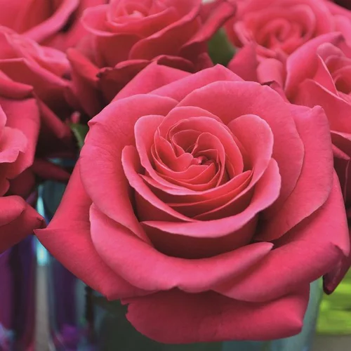 Rosier Crazy Pink Voluptia rose. Le pot de 5 litres