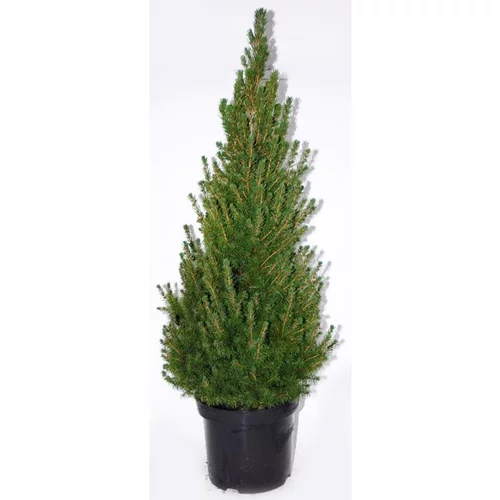 Picea Glauca Conica (épinette blanche) 40/50 cm. Le pot de 5 litres