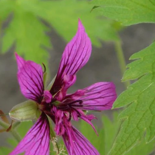 Géranium vivace Hola Guapa Geranium hola guapa