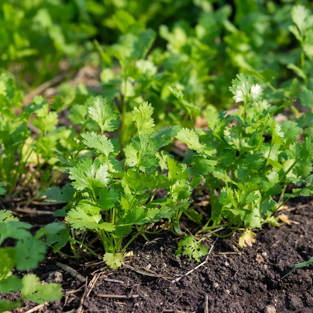 Coriandre Slowbolting Coriandrum sativum slowbolting