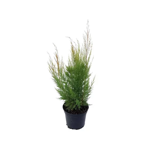 Tamaris d’été (Tamarix Pentandra Rubra). Le pot de 5 litres