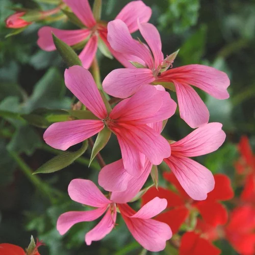 Geranium L.S. - La jardinière