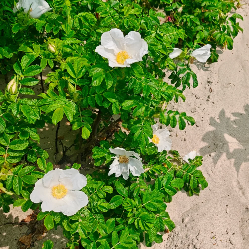 Rosier rugueux à fleurs blanches Rosa rugosa alba