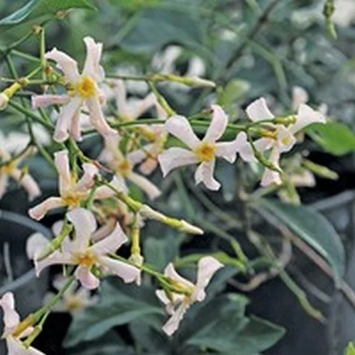 Jasmin étoilé PINK SHOWERS. Le pot de 3 litres