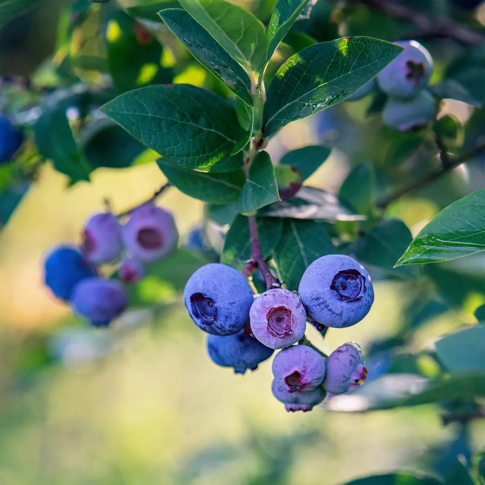 Myrtillier Blue Crop Vaccinium corymbosum Blue Crop