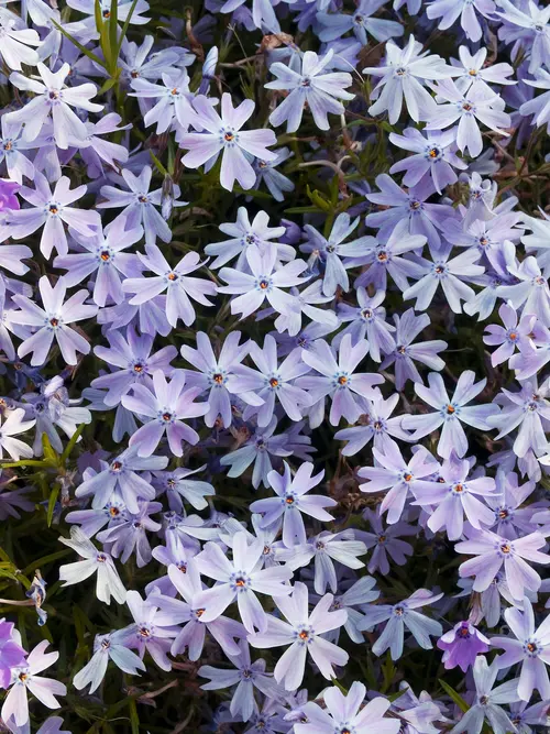 Phlox nain ‘Emerald Cushion Blue’ - Le pot de 2 litres