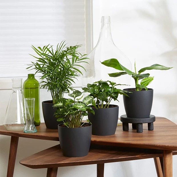 Plantes d'intérieur tropicales et ses cache-pots gris ELHO Chamaedorea, Syngonium, Musa, Coffea 'Fresh'