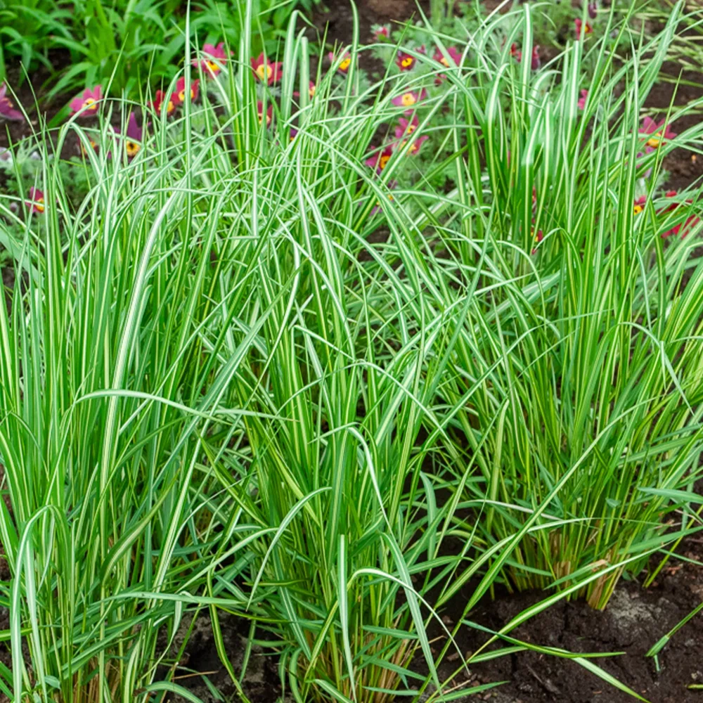 Calamagrostide panachée Avalanche Calamagrostis acutiflora avalanche