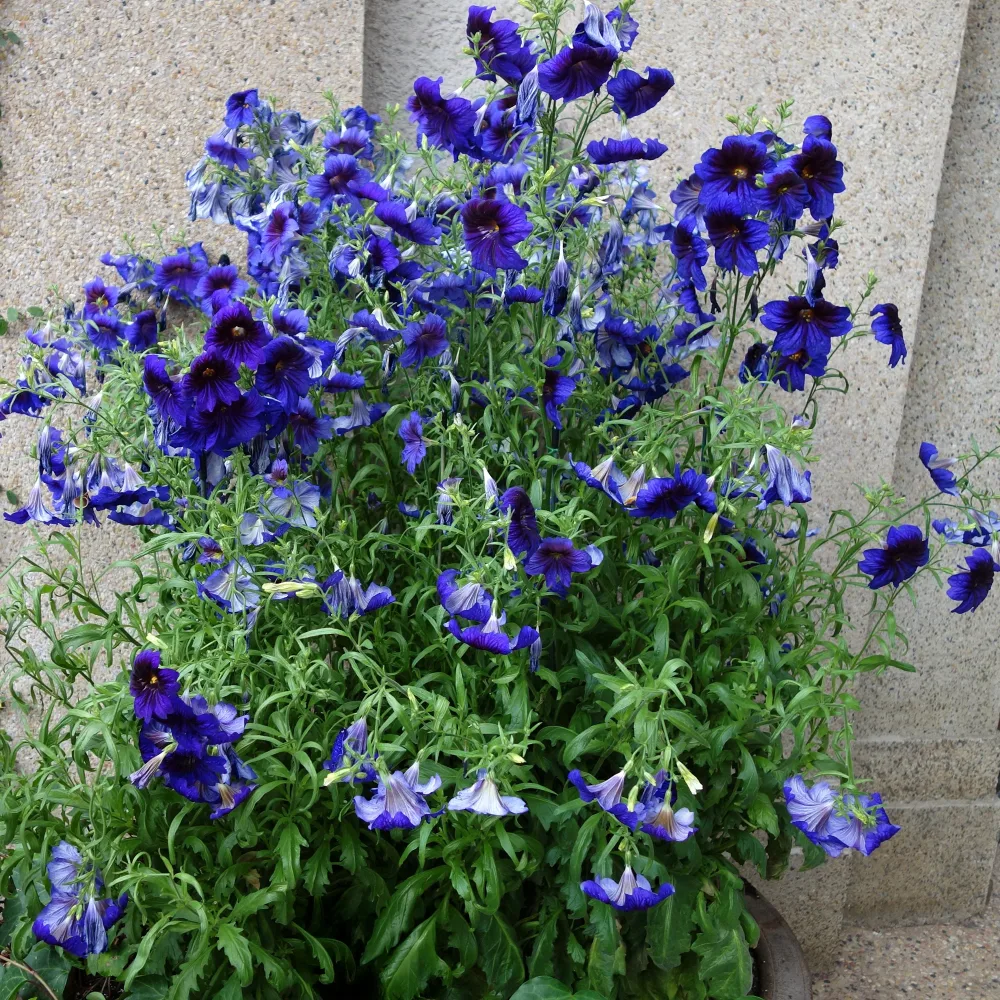 Salpiglossis Kew Blue Salpiglossis sinuata Kew Blue