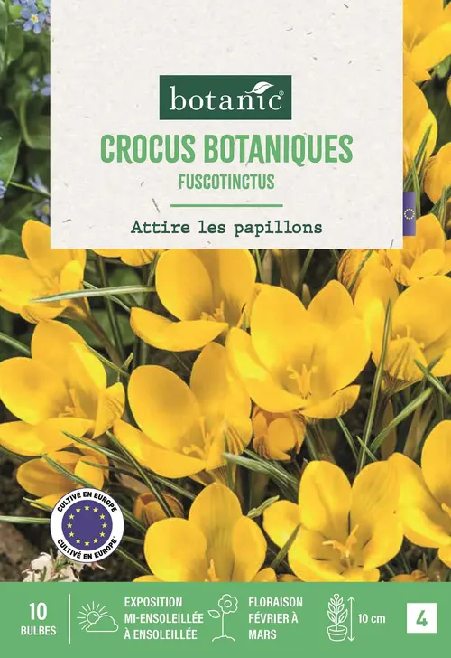Bulbes de fleurs Crocus botaniques Fuscotinctus jaune botanic® - 10 bulbes