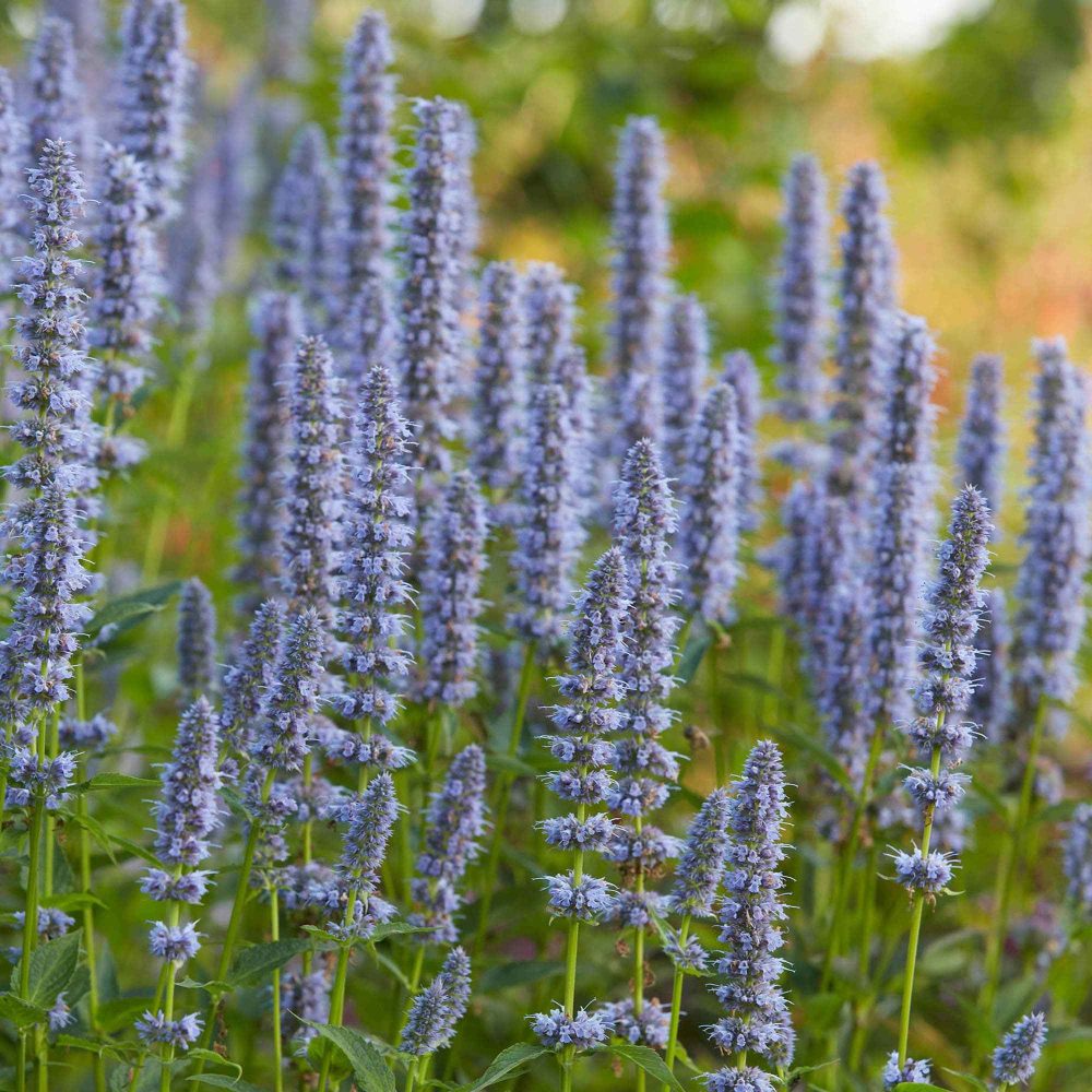 Agastache Blue Fortune Agastache blue fortune