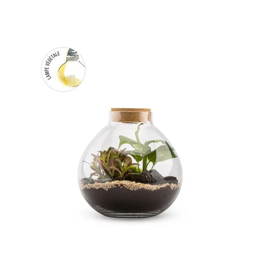 Terrarium Bulle de Nature Bulle Light Mix en verre transparent avec bouchon liège Naturalys taille L - Ø 20,5 x 20 cm