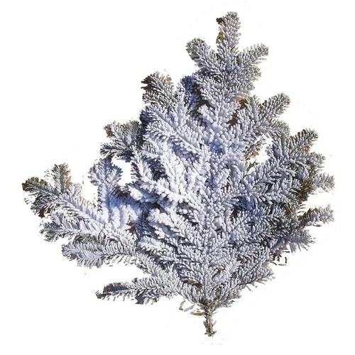 Branche de sapin Nordmann enneigée blanche pour décoration de Noël - 60/80 cm